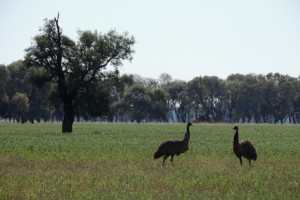 Emus, Mitchell Highway