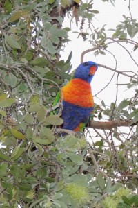 Rainbow Lorikeet