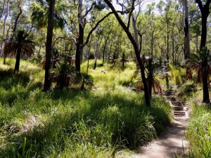 Carnarvon Gorge Trail