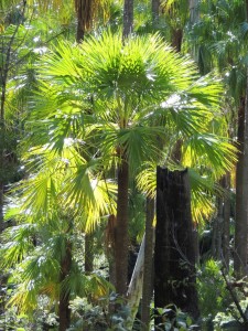 Sunlit palm tree