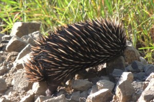 Echidna