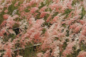 Pink grass hides a railway track in outback Queensland