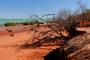 On the beach at the bird observatory