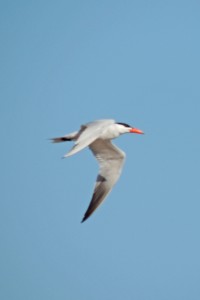 Passing tern