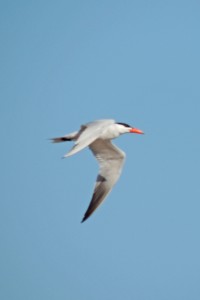 Passing tern