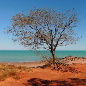 Tree with a view