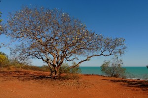 Another tree with a great view