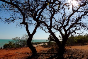 Cliff-top trees