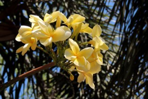 Frangipani